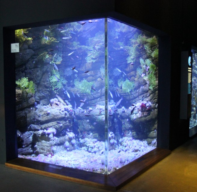 Tidal pool (Photo: OZEANEUM Stralsund), © Deutsches Mmeeresmuseum
