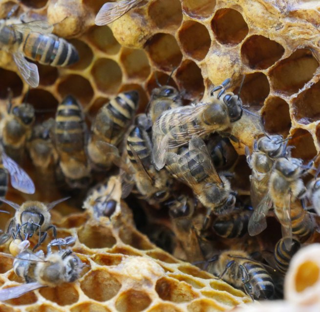 Bienen und Honigwaben im Zoo Rostock. // &copy; Zoo Rostock/ Seemann