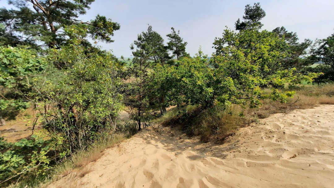Inland dune Klein Schmölen, © M. Lenthe