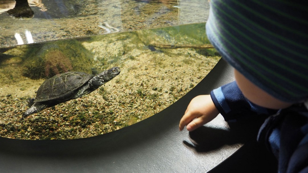 Rare encounters - the European pond turtle in the Müritzeum - formerly native to us., © Familie Blankl Rare encounters - the European pond turtle in the Müritzeum - formerly native to us., © Familie Blankl