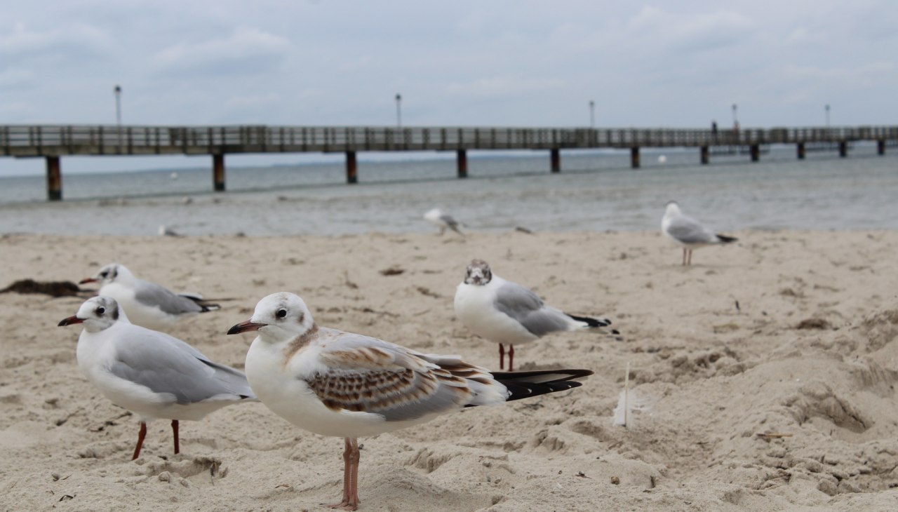 Meeuwen in de wind op het strand van de kustplaats Lubmin, © TVV-Bock