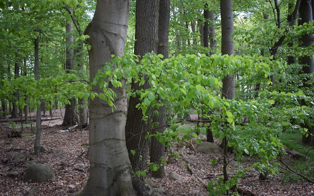Buchenwald_M.Wyczinski, © Naturpark Feldberger Seenlandschaft M. Wyczinski