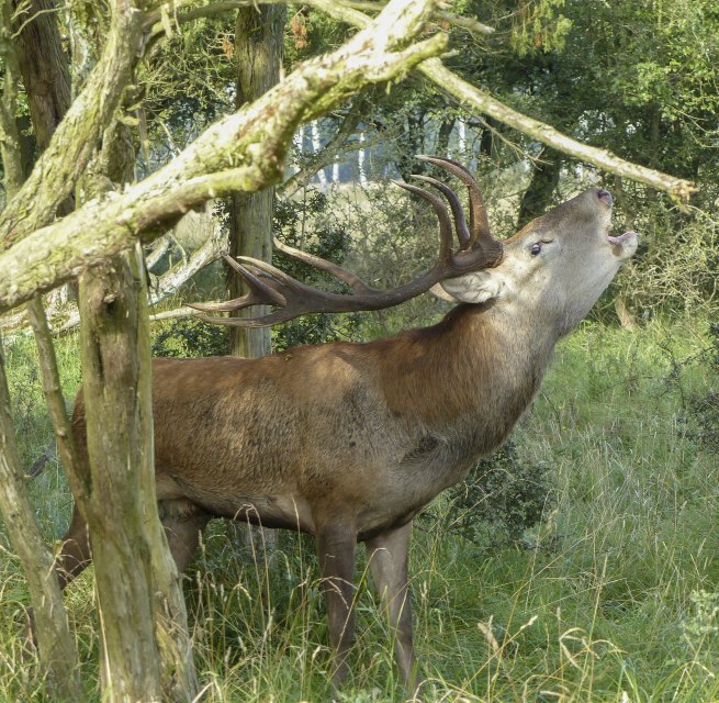 &copy; Volker Spicher