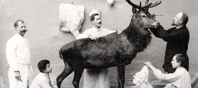 Carl Knuth und seine Mitarbeiter bei der Arbeit an einem Rothirschpr&auml;parat f&uuml;r das Maltzahn&rsquo;sche Museum in Waren, 1902 // &copy; M&uuml;rtzeum Waren