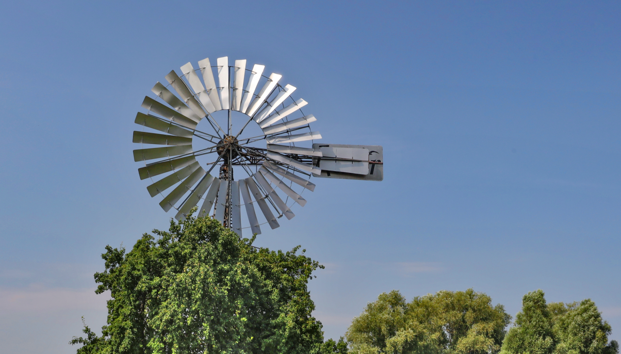 windshoe plant-lobbe_1, &copy; TMV/Gohlke