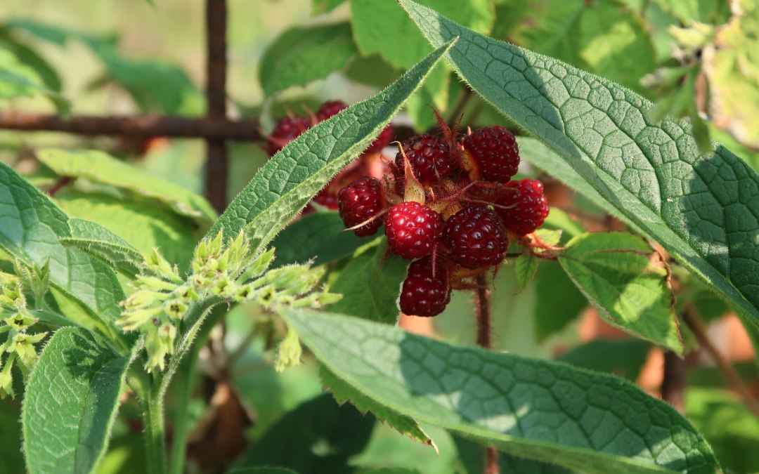 permakultur-garten(c)bodil-kreativ-skjoelven-from-pixabay, © Bodil Kreativ Skjölven (pixabay)