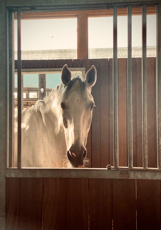 Manege Fleesensee, © Reitanlage Fleesensee Manege Fleesensee, © Reitanlage Fleesensee