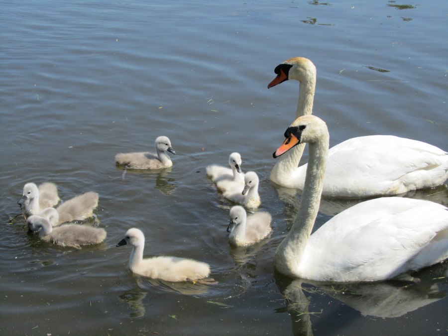 Schwäne Mühlenteich, © Jana Koch