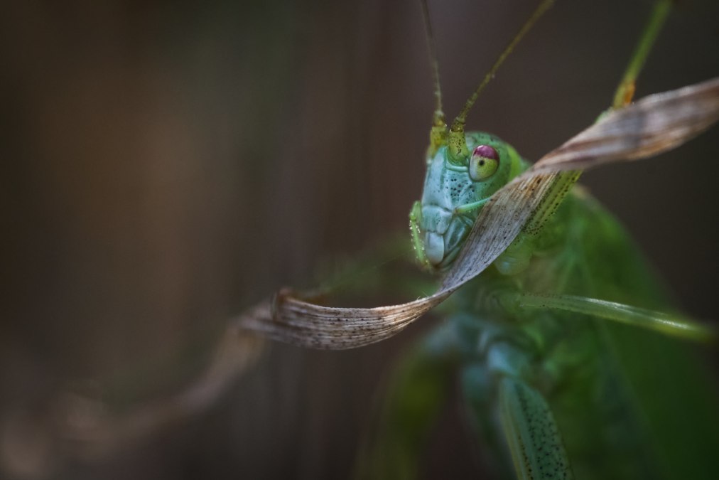 Macrofotografie, © Ralf Mittermüller
