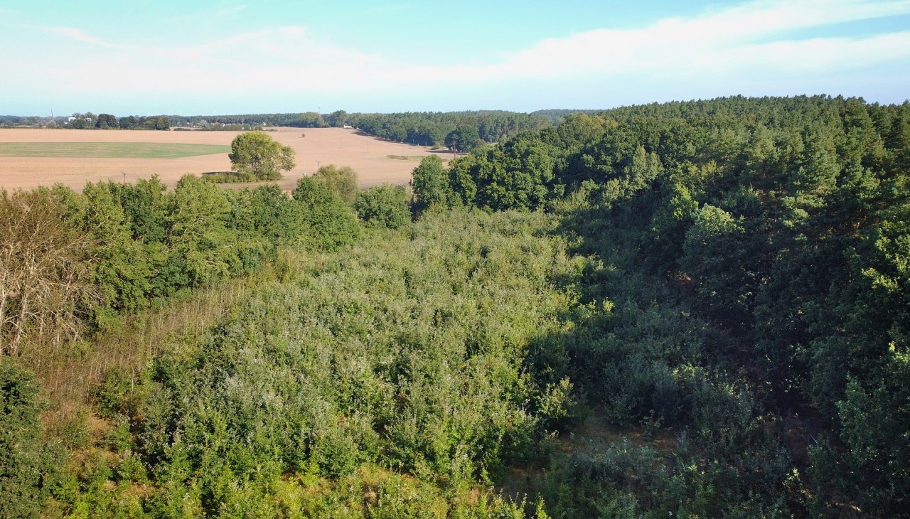 Klimatyczny las Bad Kleinen, © Landesforst MV