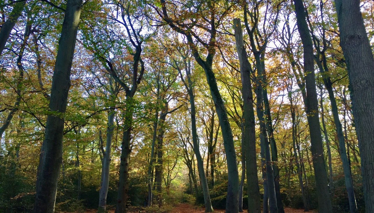 Hiking trail in Ahrenshooper Holz, © Kurverwaltung Ahrenshoop