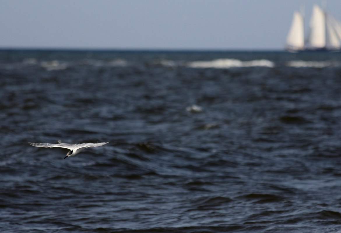 Sandwich_tern_flying_Lutz_Storm_1800_sky, &copy; Lutz Storm