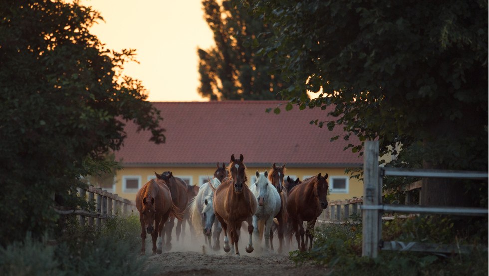 Gut Alt Farpen widok z przodu, &copy; Wiebke Haas
