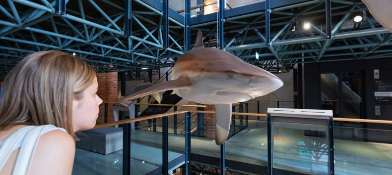 &copy; Anke Neumeister/Deutsches Meeresmuseum