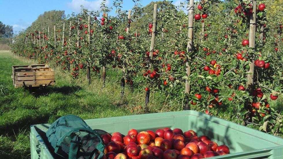 Organiczne jabłka Heinza Thümmricha rosną w środku rezerwatu biosfery, © Archiv, Biosphärenreservatsamt Schaalsee-Elbe