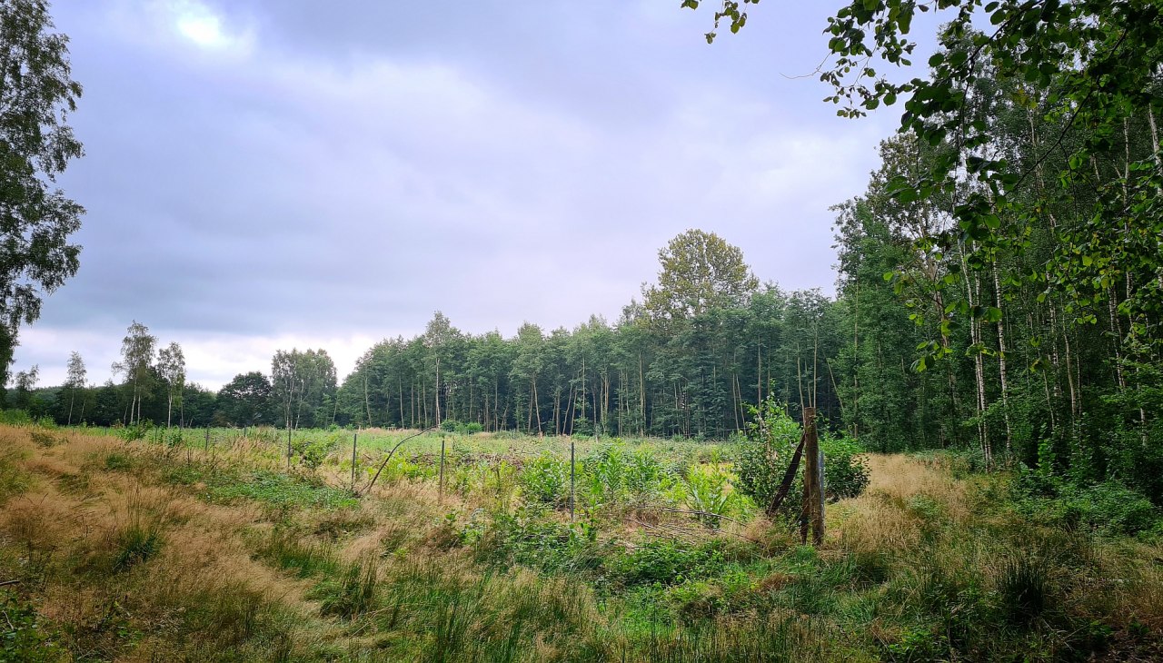 Klimaatbos Sehlen, © Landesforst MV