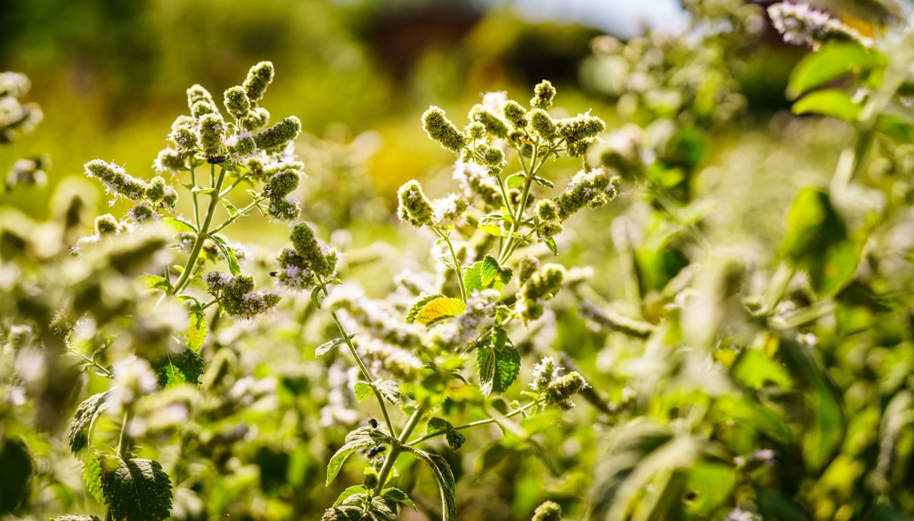 Klasztorny ogród ziołowy Himmelpfort, © André Wirsig