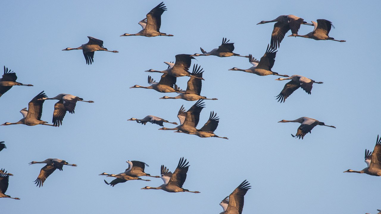 &copy; Wei&szlig;e Flotte GmbH