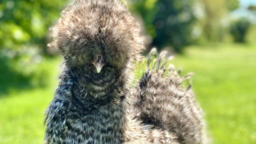 IMG_4111_980x553, © EiEiOstsee Dr. Thomas Graupner IMG_4111_980x553, © EiEiOstsee Dr. Thomas Graupner