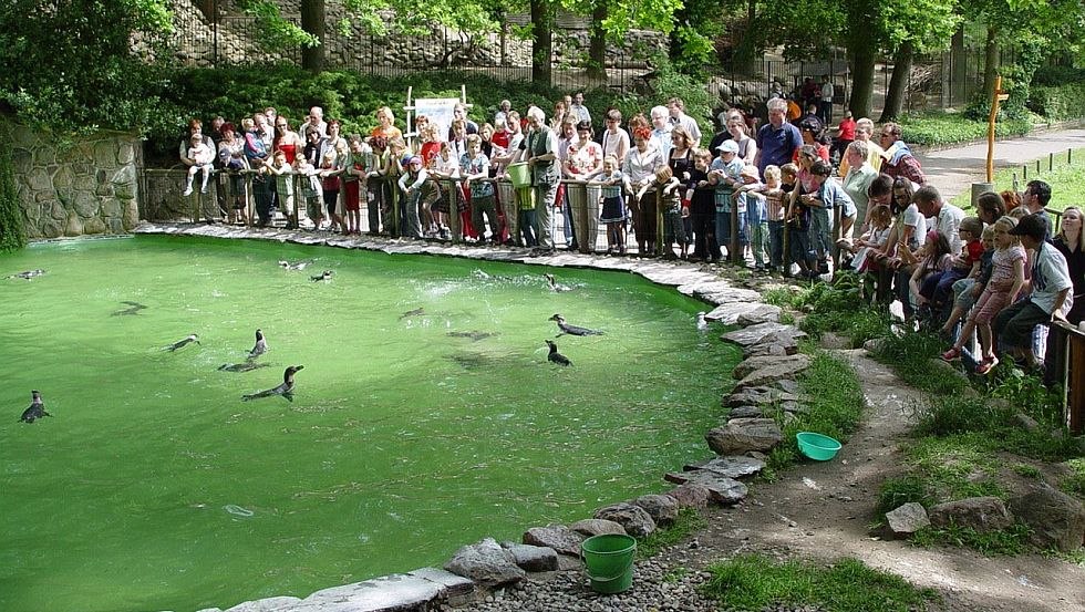 Het voeren van de pinguïns, © Zoo Schwerin/Erika Hellmich