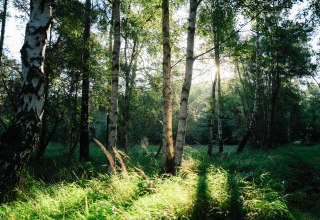 &copy; Bernsteinstadt Ribnitz-Damgarten