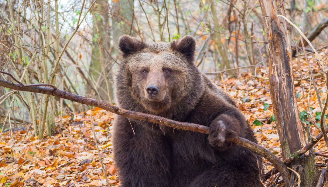 M&uuml;ritz Bear Sanctuary to ośrodek ochrony niedźwiedzi w pobliżu Stuer na Pojezierzu Meklemburskim., &copy; TMV/M&uuml;ller