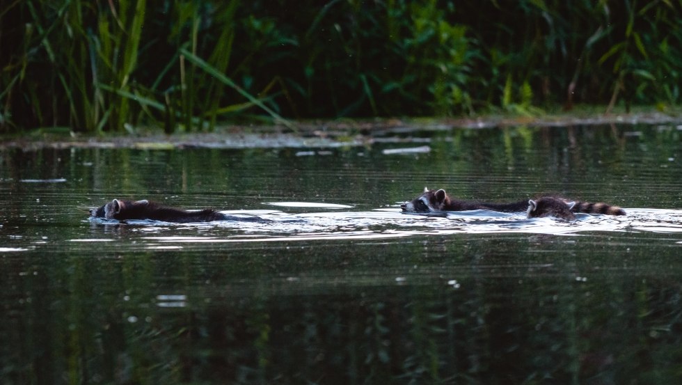 Bevers, otters, ree&euml;n en edelherten voelen zich thuis langs de Recknitz en soms is er ook een familie wasberen te zien. // &copy; Erik Gro&szlig;