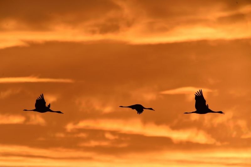 Cranes at Dusk // &copy; Karsten Peter