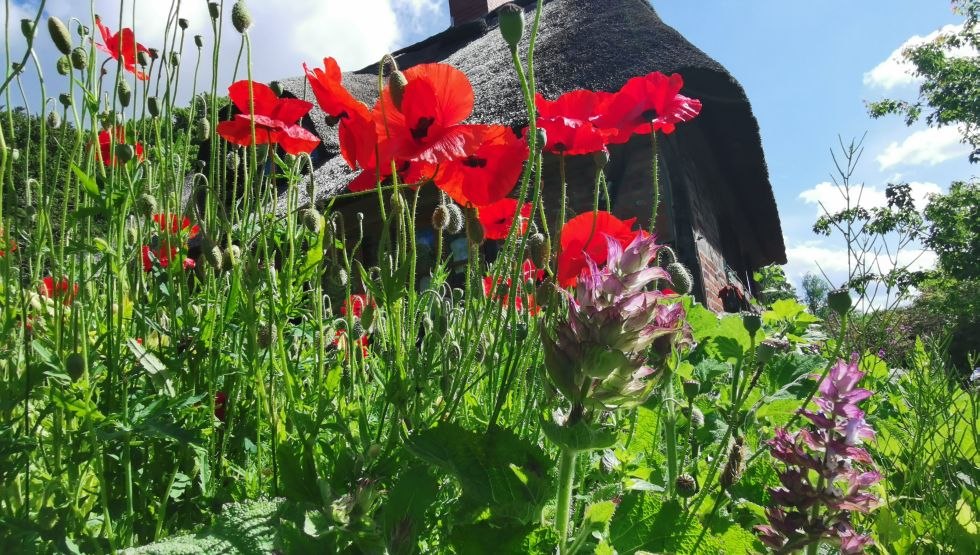 Poppies, © Kristin Brandt Poppies, © Kristin Brandt