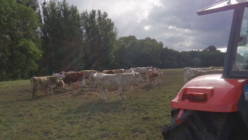Op de veeweide, © Jana Koch