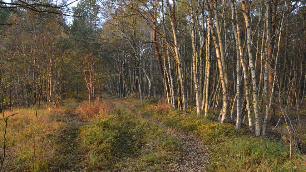 Grambower Moor natuurpad, &copy; Tourismusverband Mecklenburg-Schwerin