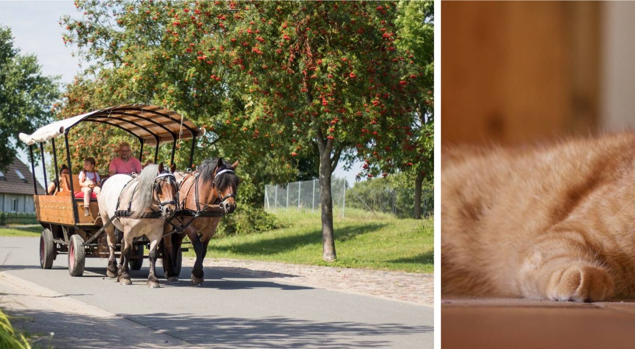 Paardenboerderij Scholz, © Pferdehof Scholz
