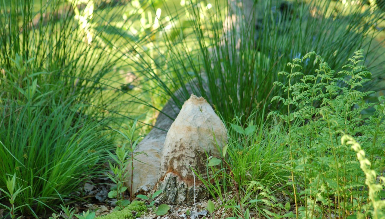 Beaver feeding on the Glasermoor, &copy; Naturpark Sternberger Seenland
