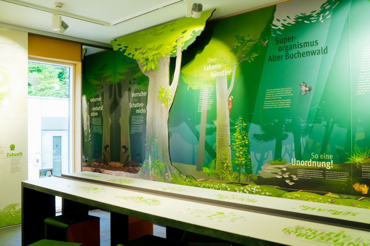 Sala wystawowa z zieloną wystawą o tematyce przyrodniczej i ilustrowanymi motywami leśnymi na ścianach. // © Nationalpark-Zentrum KÖNIGSSTUHL / Dan Petermann Sala wystawowa z zieloną wystawą o tematyce przyrodniczej i ilustrowanymi motywami leśnymi na ścianach. // © Nationalpark-Zentrum KÖNIGSSTUHL / Dan Petermann