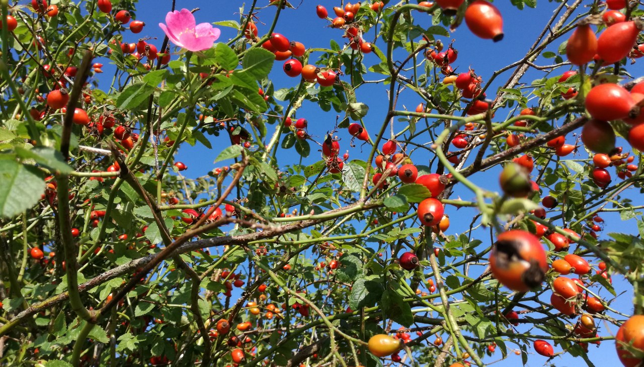 Fruits & berries, © bereitgestellt von Silvia Berg