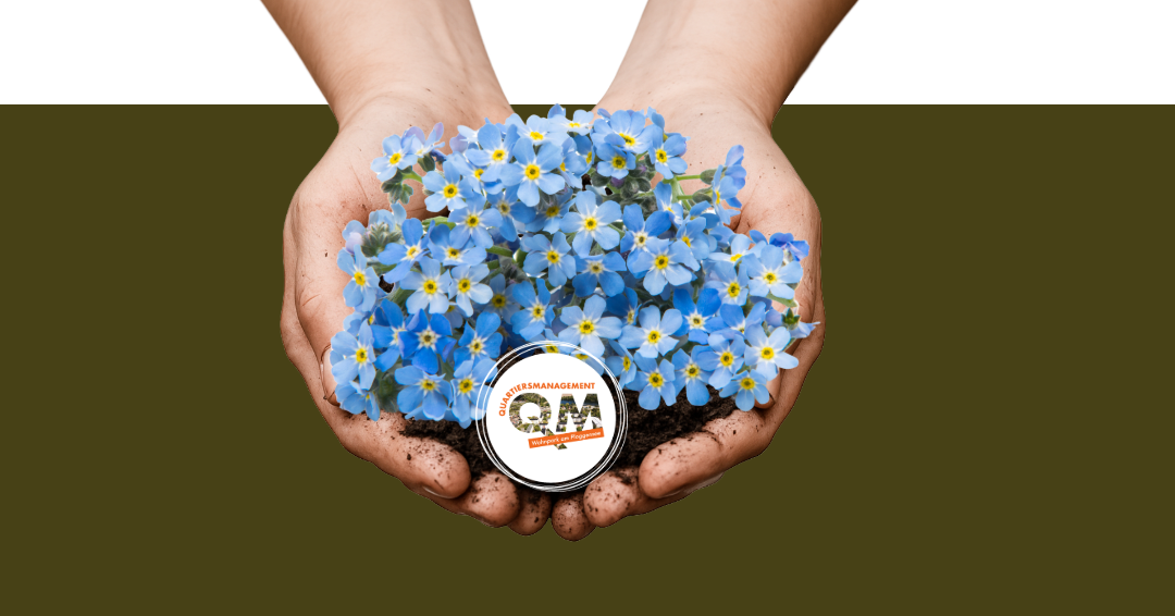 Forget-me-not // &copy; QM