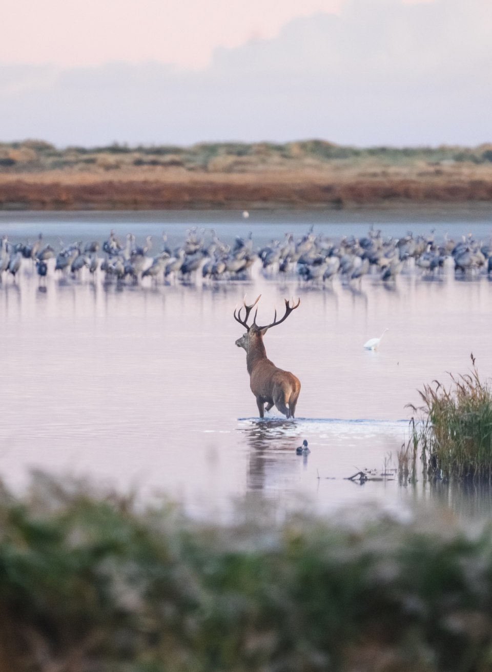 Een hert waadt bij zonsopgang door het ondiepe water, omringd door riet en een groep kraanvogels op de achtergrond. // In harmonie met de natuur - herten op het water in een unieke omgeving. // © MV-T/Gross Een hert waadt bij zonsopgang door het ondiepe water, omringd door riet en een groep kraanvogels op de achtergrond.
