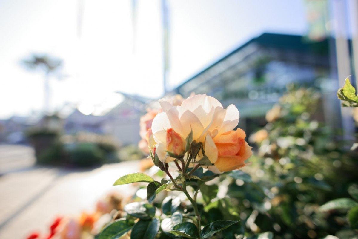 Bedding rose Hanseatic city of Rostock // © Grönfingers Rostock Bedding rose Hanseatic city of Rostock // © Grönfingers Rostock