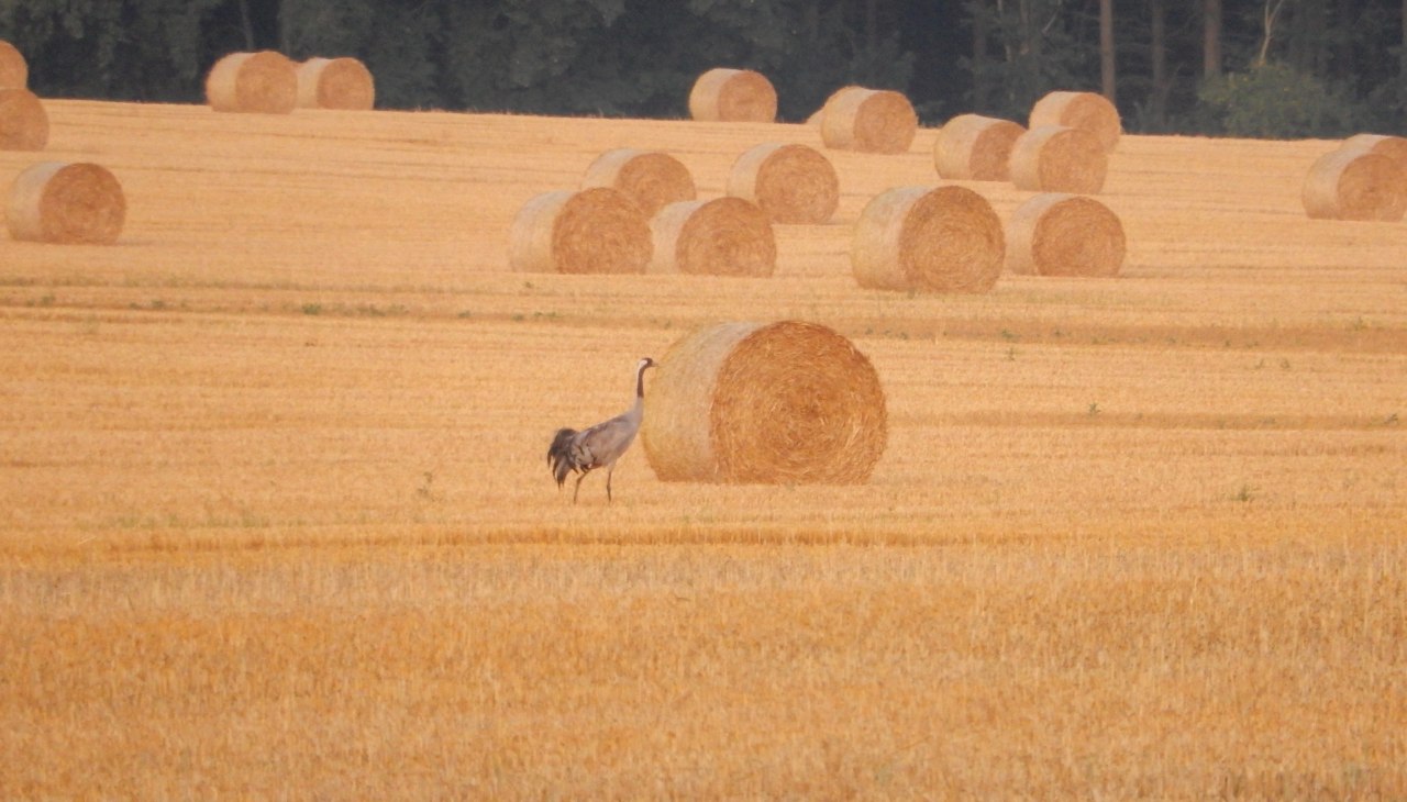 DSCN0640, © Rundbus Plauer See DSCN0640, © Rundbus Plauer See