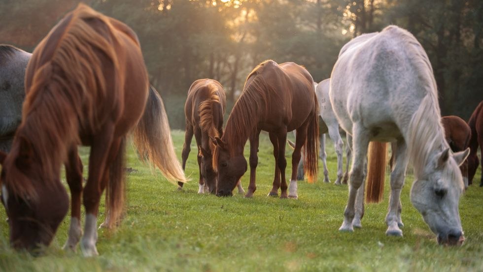 Surrounded by nature and relaxed horses, the Alt Farpen estate is a wonderful place to spend your vacation., © Gut Alt Farpen/ Wiebke Haas Surrounded by nature and relaxed horses, the Alt Farpen estate is a wonderful place to spend your vacation., © Gut Alt Farpen/ Wiebke Haas