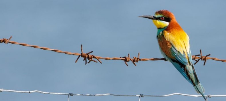 © Kevin Hempel/ Vogeltouren MV