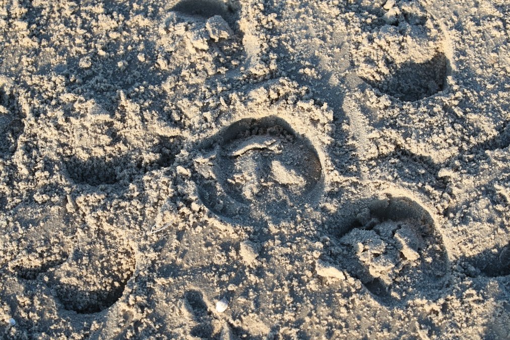 Horse riding on the beach, © TMV/ACP Pantel