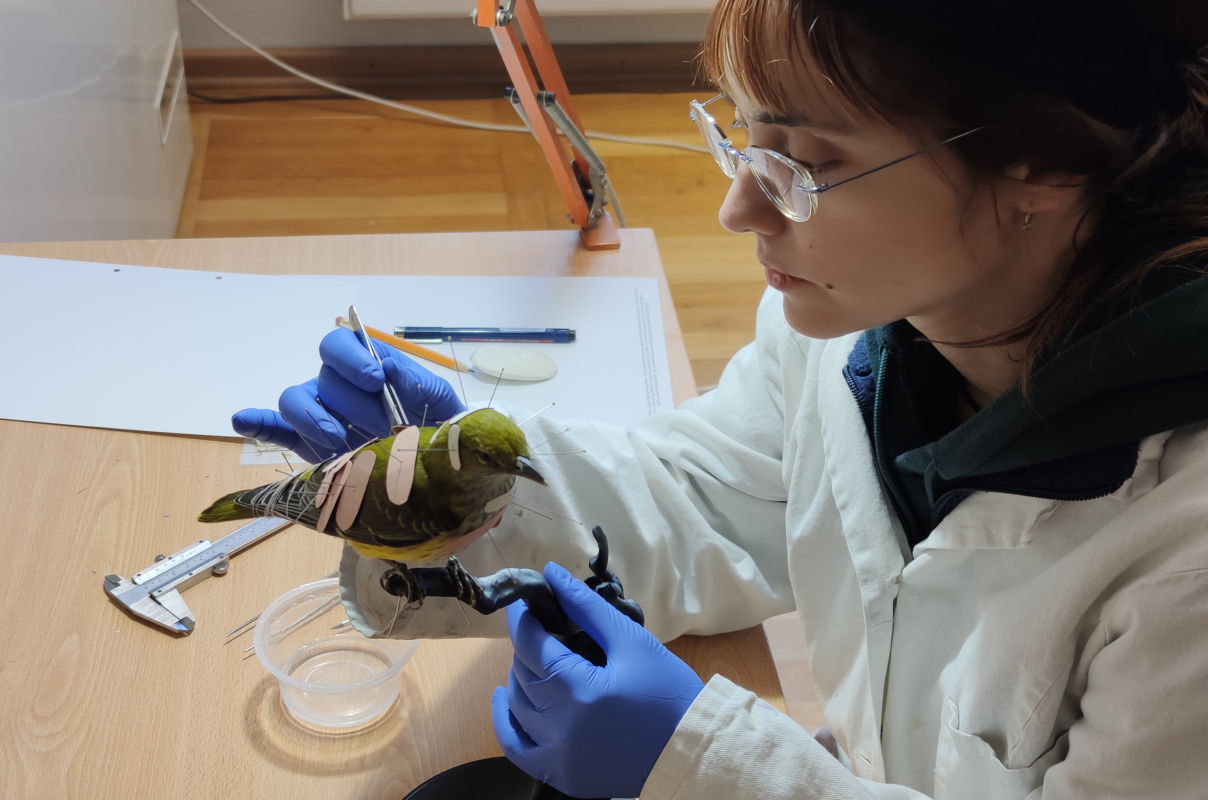 An oriole is prepared for an exhibition. // &copy; M&uuml;ritzeum