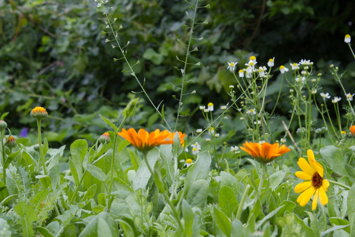 Goudsbloemen en kamille in de tuin van Wildkr&auml;uterhos Winkelkraut // &copy; Wildkr&auml;uterhof Winkelkraut / Antje Conrad
