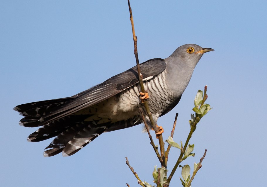 Cuckoo // © Chris Romeiks, Wikipedia Cuckoo // © Chris Romeiks, Wikipedia