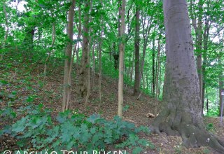 De voormalige kasteelmuur uit de Slavische periode is nu overwoekerd door bomen., © Archäo Tour Rügen