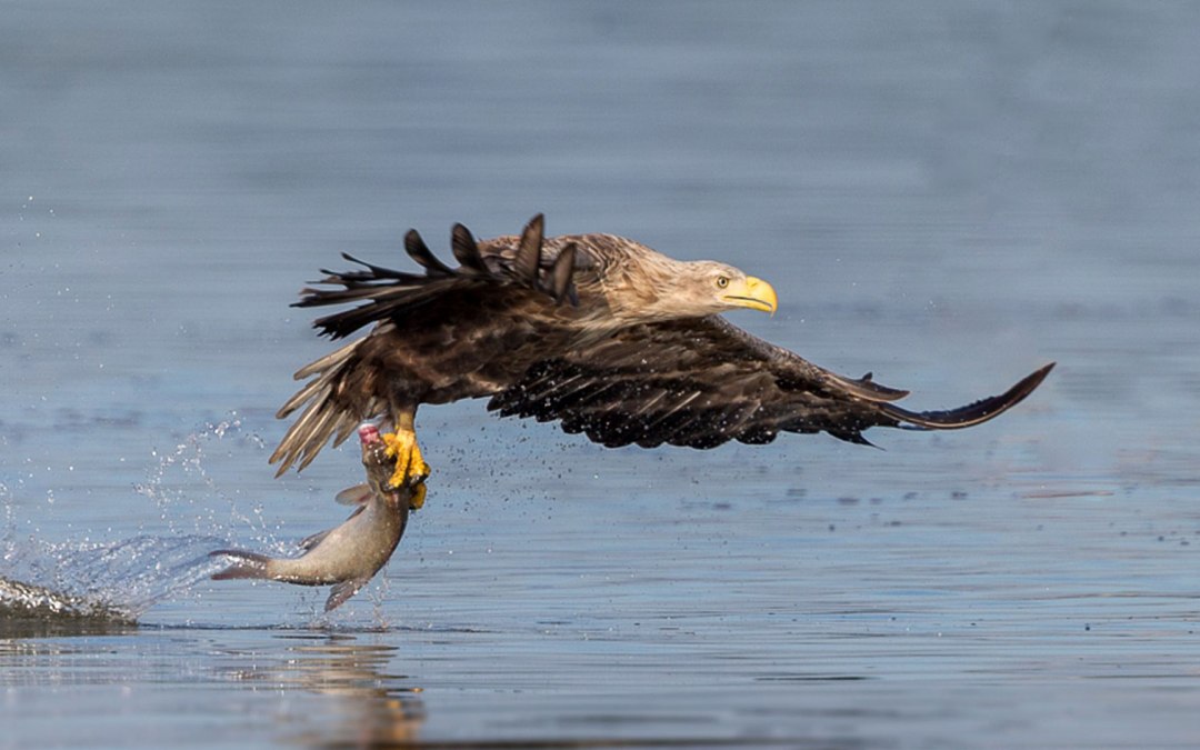 Geslaagde visjacht in de ochtend, © Eric Dienesch