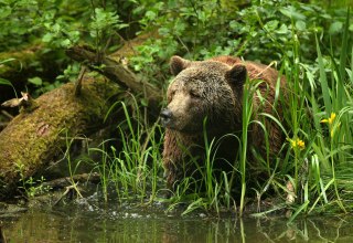 On the trail of rescued brown bears at the bear sanctuary, © Thomas Oppermann