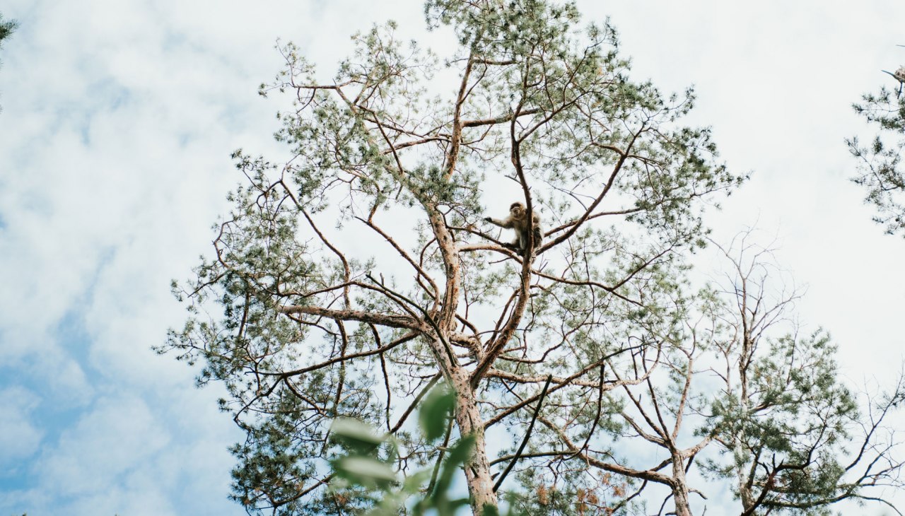 affenwald-malchow-, &copy; 1000seen