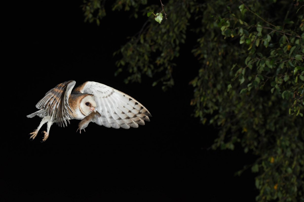 Barn owl with captured mouse // &copy; A. Sch&uuml;ring